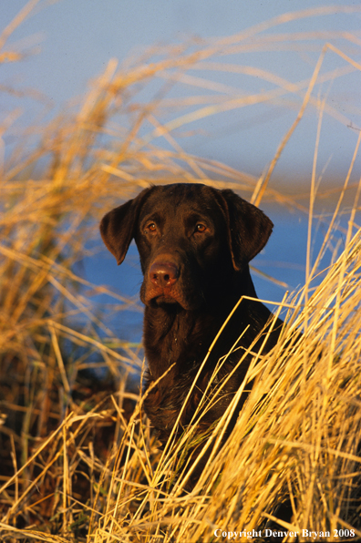 Chocolate lab in field