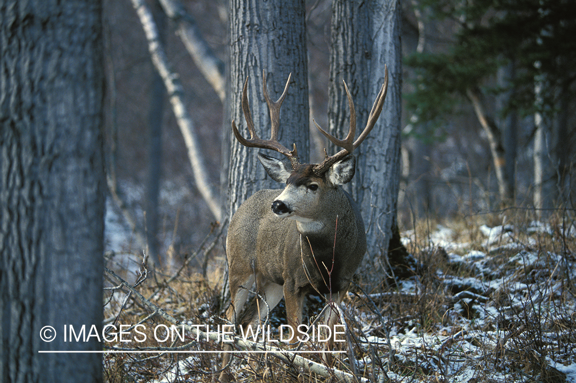 Mule deer in habitat.