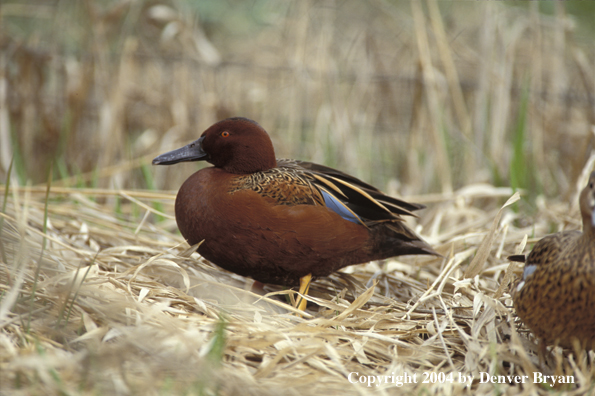 Cinnamon teal drake in dried grass