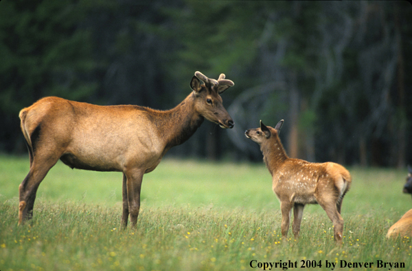 Bull elk and calf in habitat.