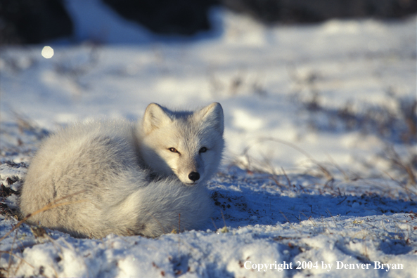 Arctic fox in habitat.