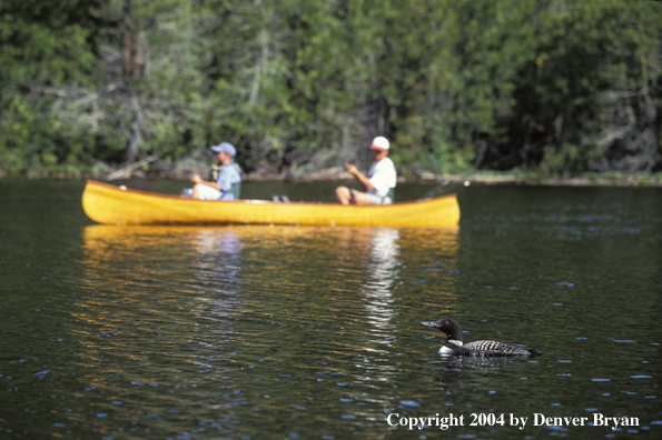 Father and son paddling cedar canoe.  Loon in foreground.