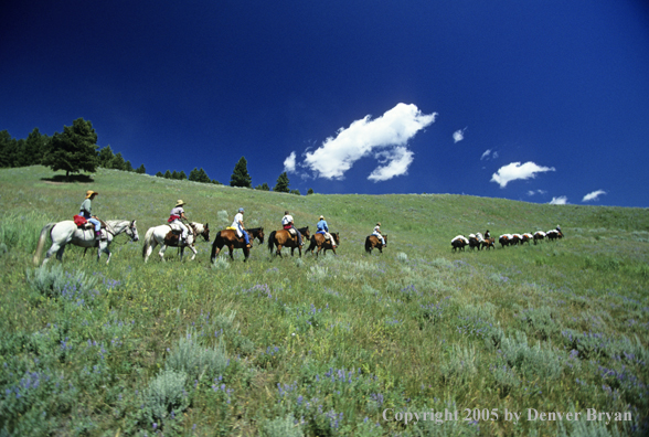 Horsepacking across mountain meadow.