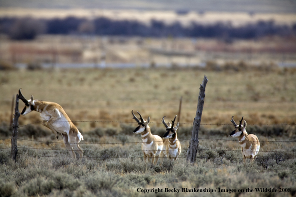 Pronghorn antelope