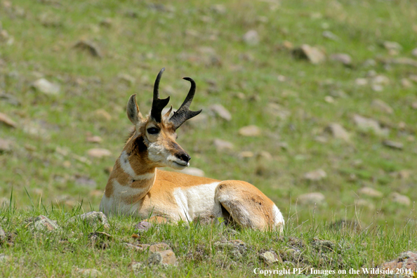 Pronghorn Antelope in field. 