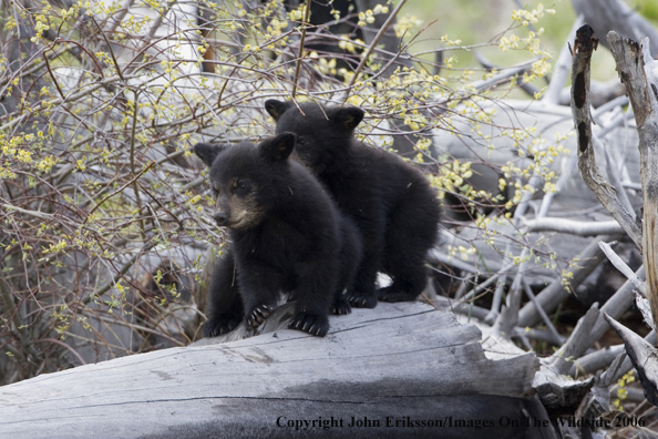 Black bear cub in habitat.