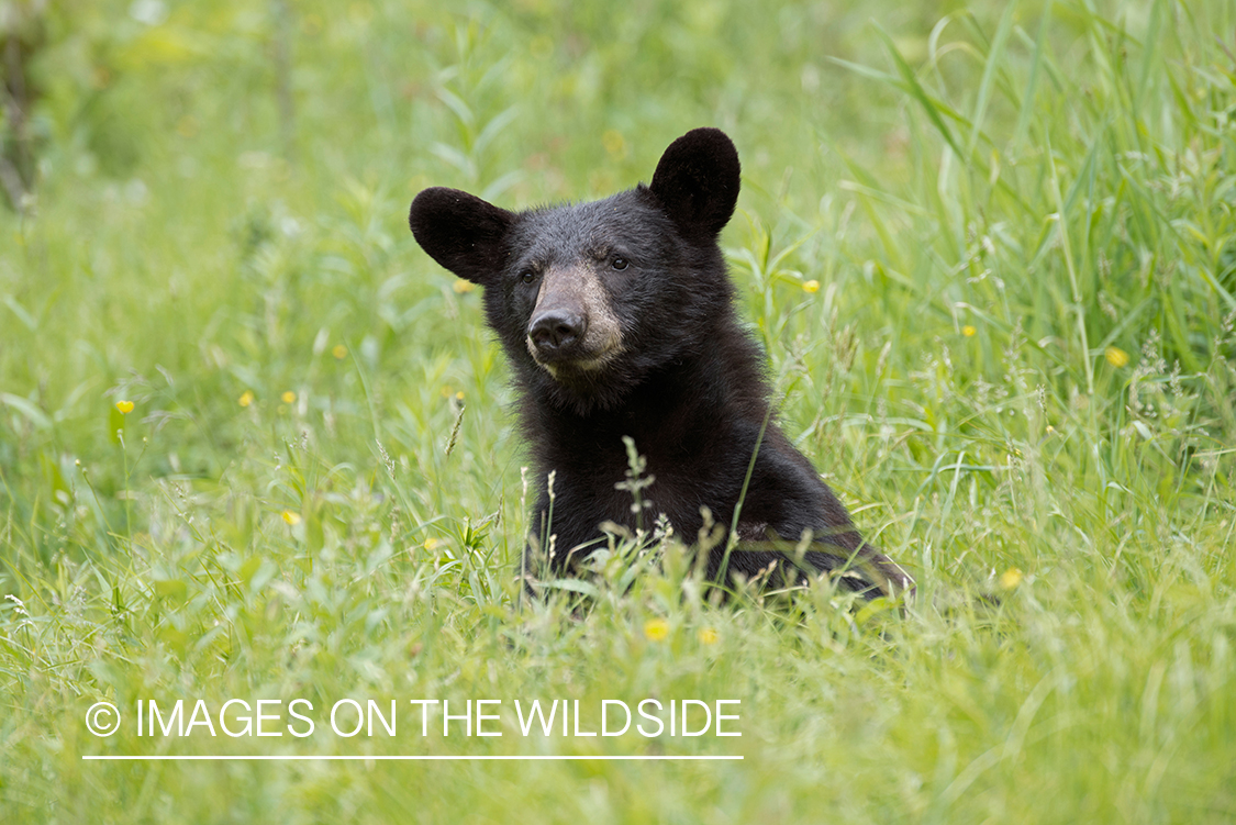 Black bear in habitat. 