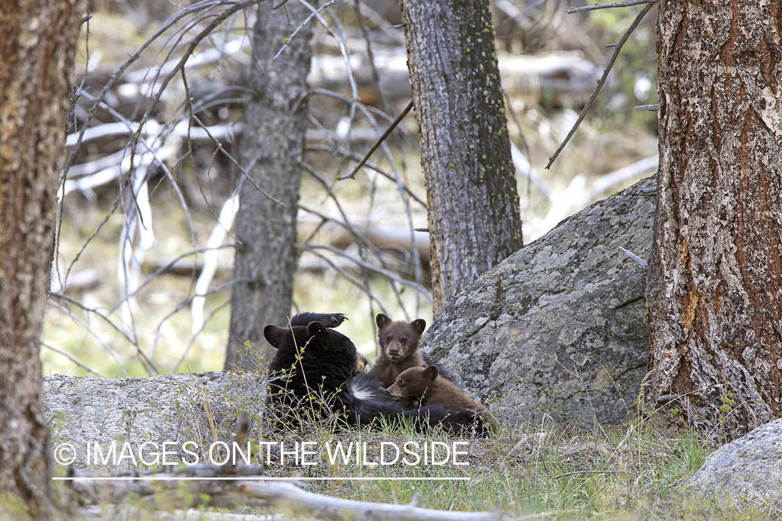 Black bear sow nursing two cubs.