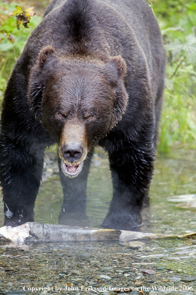 Brown bear in river with salmon.