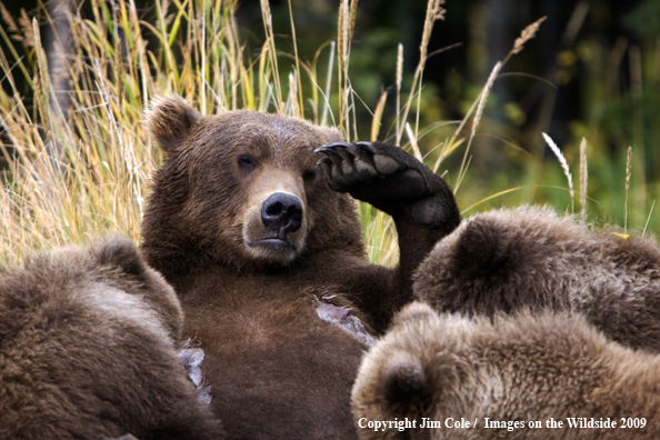 Grizzly bear sow nursing cubs in habitat