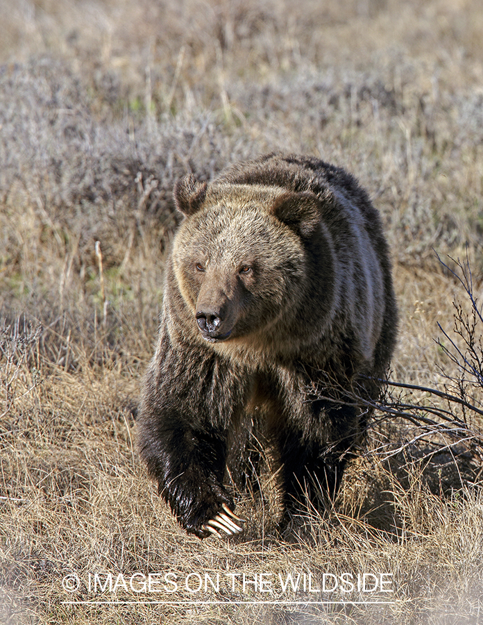 Grizzly Bear in habitat.