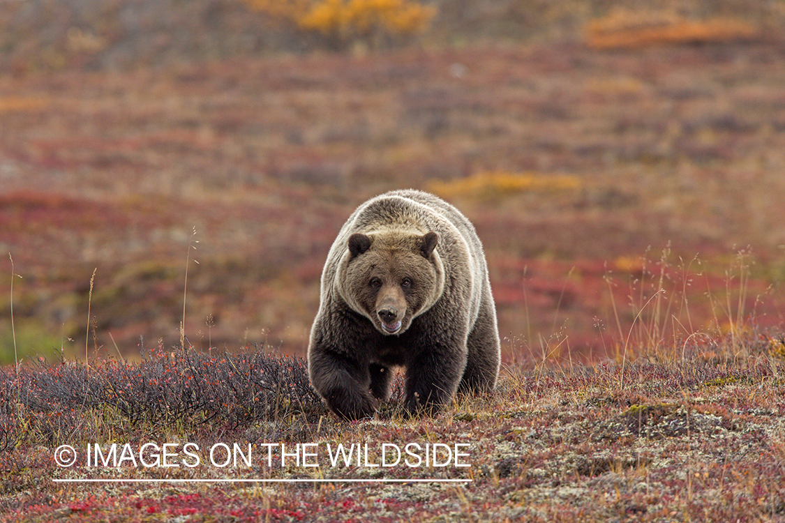 Grizzly bear in field.