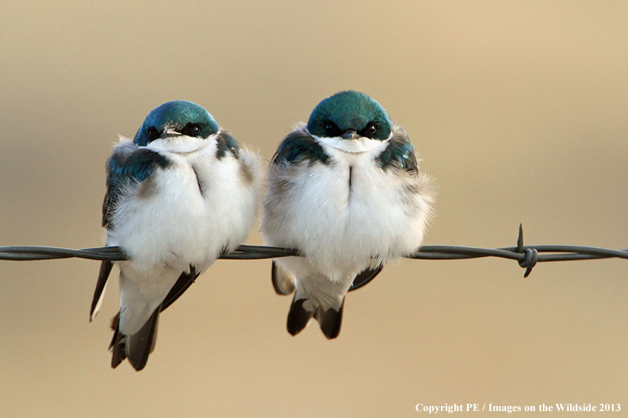 Tree Swallows perched on barbed wire fence. 