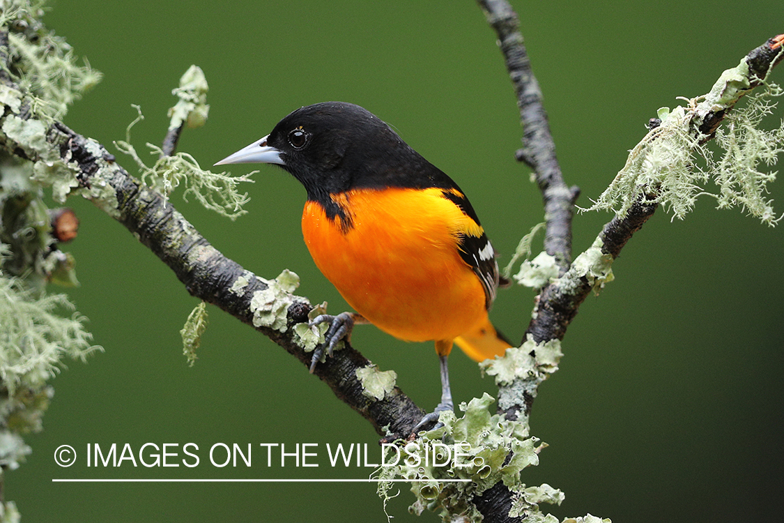 Baltimore Oriole perched on branch.