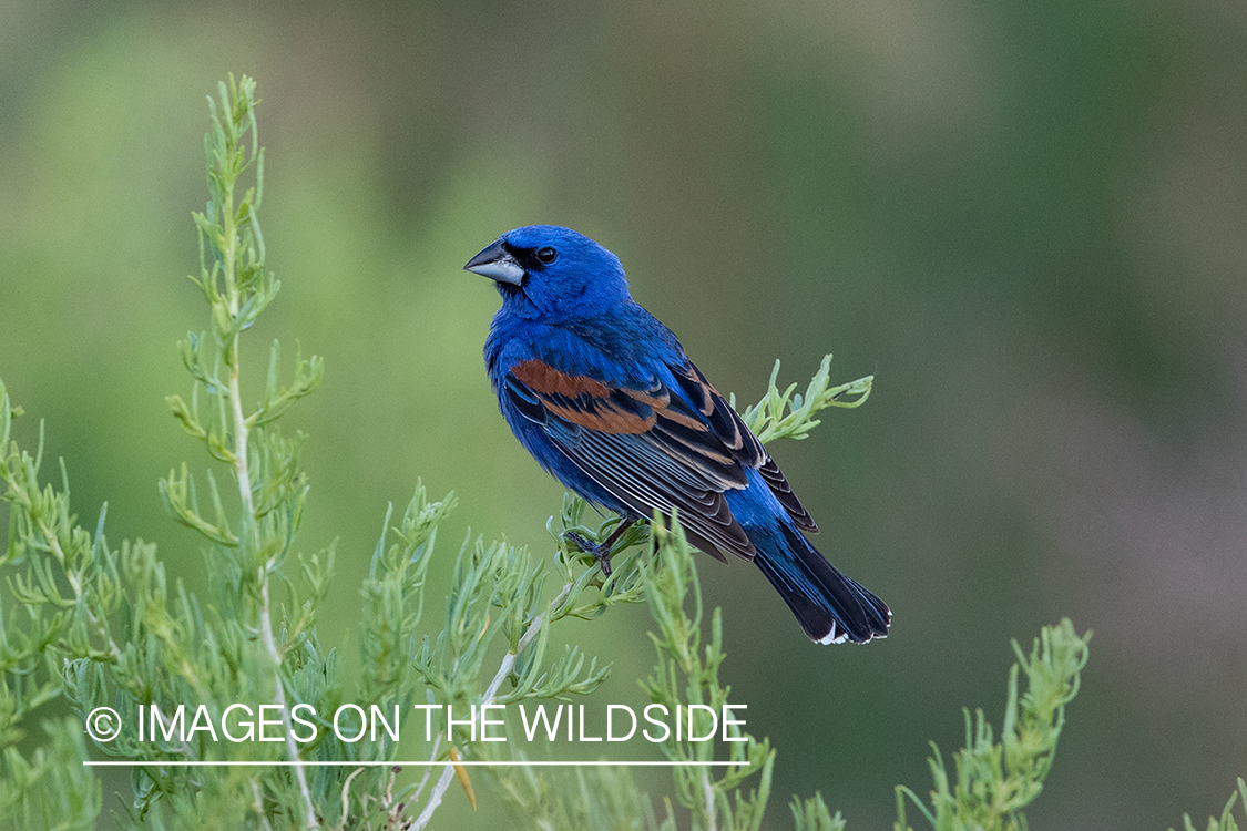 Blue Grosbeak on branch.