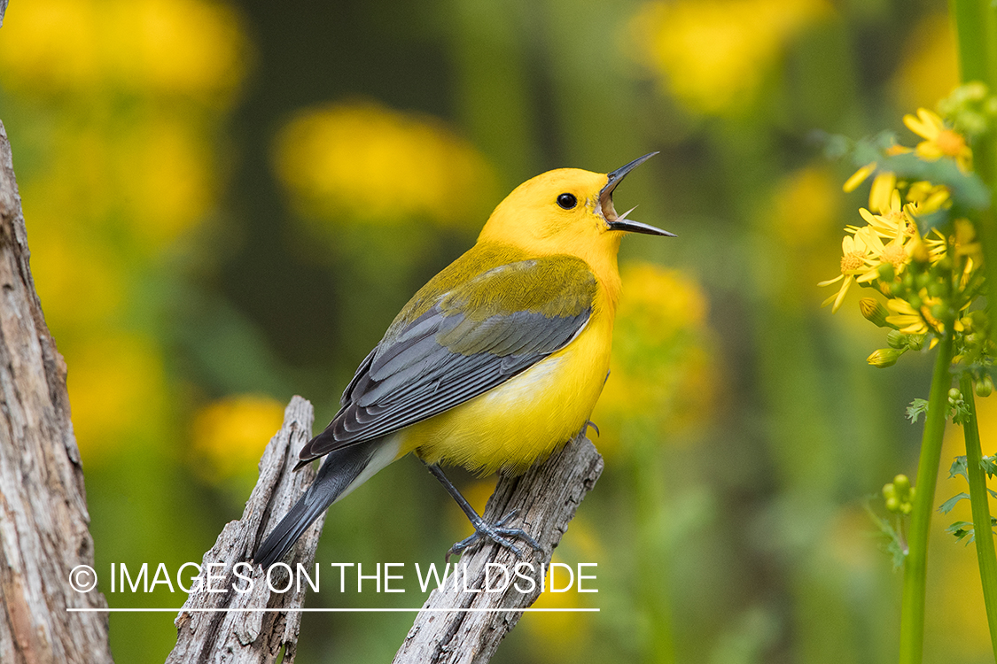 Prothonotary warbler on branch.