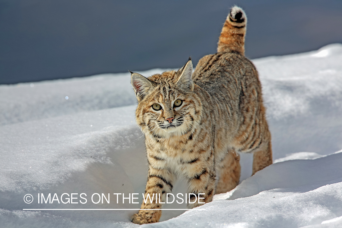 Bobcat in habitat.