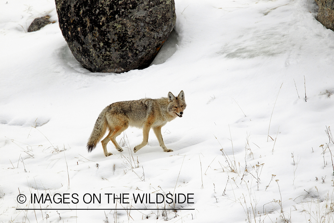 Coyote in winter habitat.