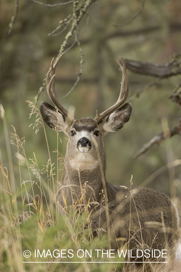 Mule deer buck in habitat.