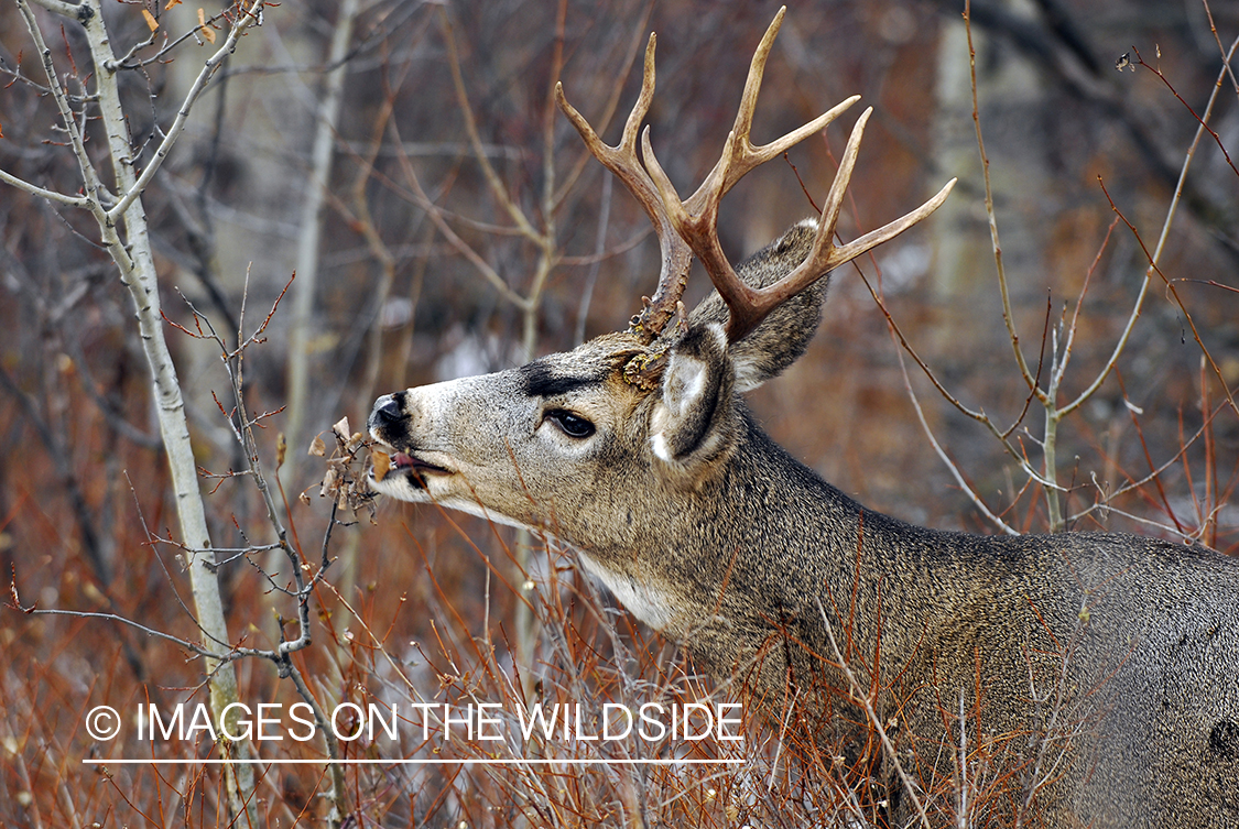 Mule deer 