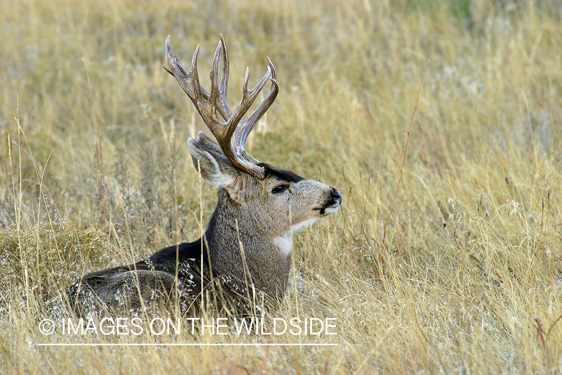 Mule deer buck in habitat. 