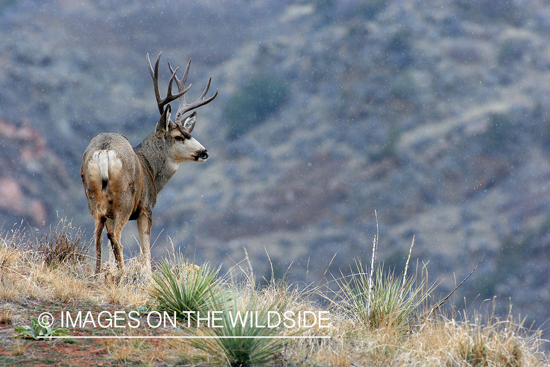 Mule deer buck in habitat. 