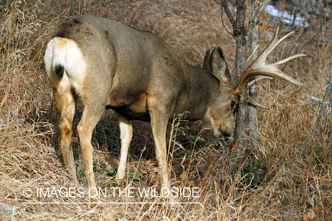 Mule deer buck rubbing tree. 