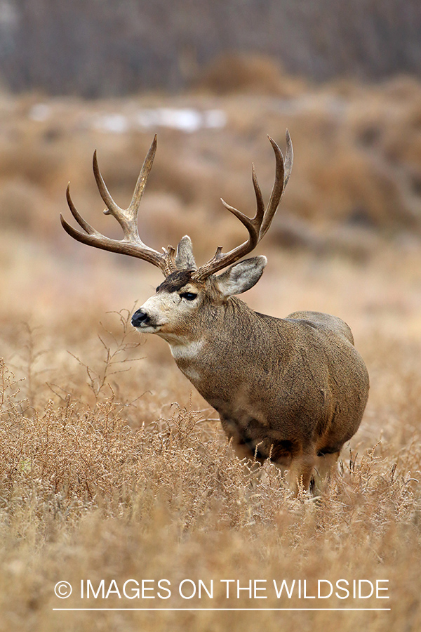 Mule deer buck in habitat.