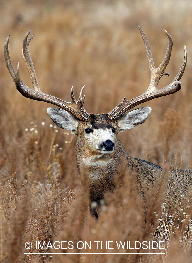 Mule deer buck in habitat. 