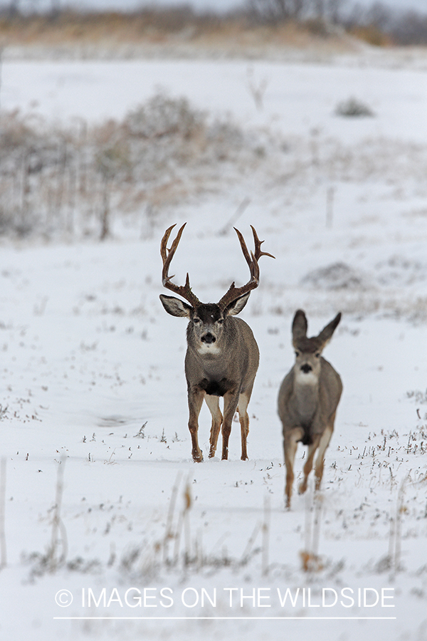 White-tailed buck pursuing doe in winter.