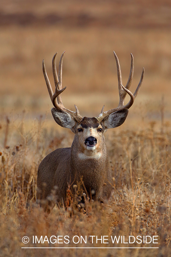 Mule deer buck in rut in field. 