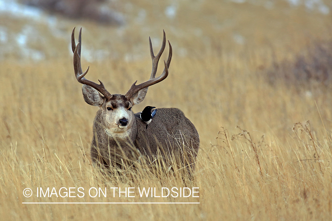 Mule deer buck in field.