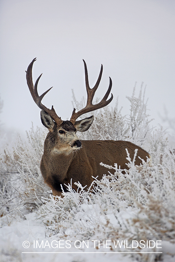 Mule deer buck in winter field.