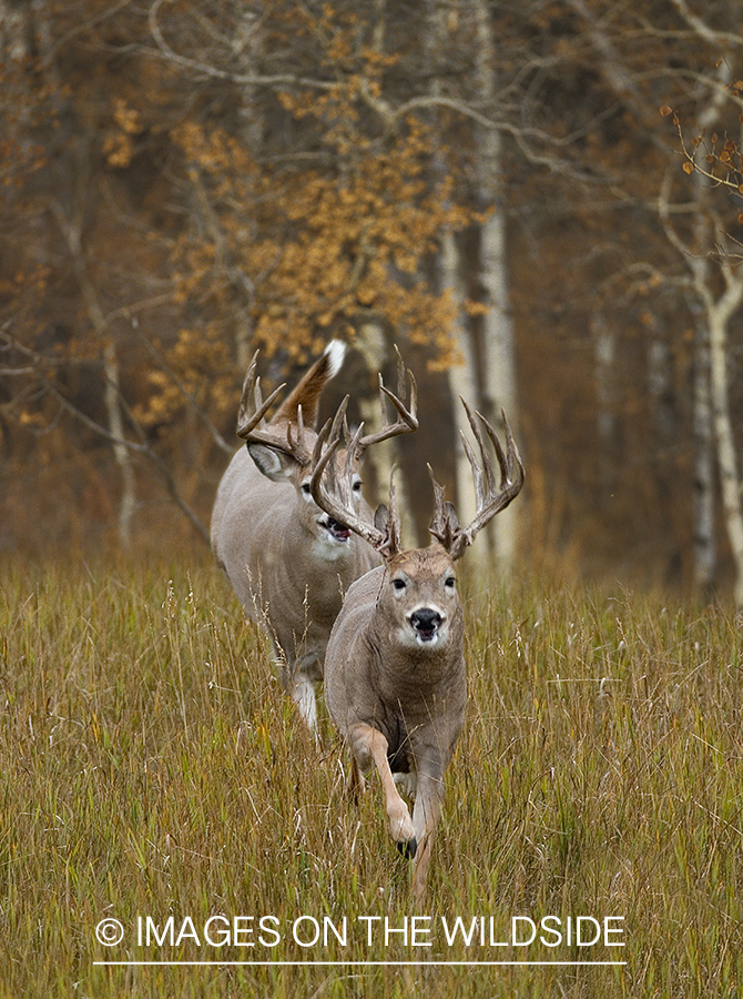 Whitetailed deer in habitat.