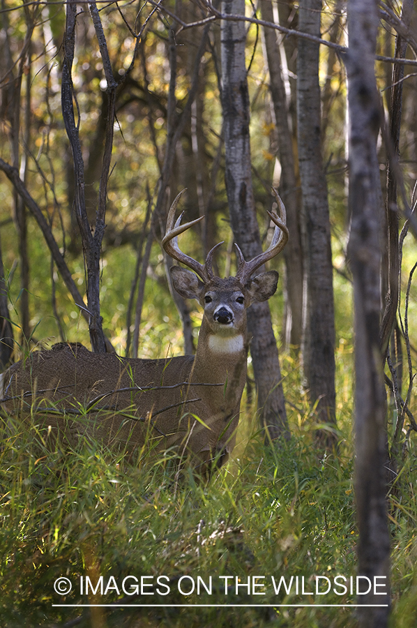 Whitetail Buck