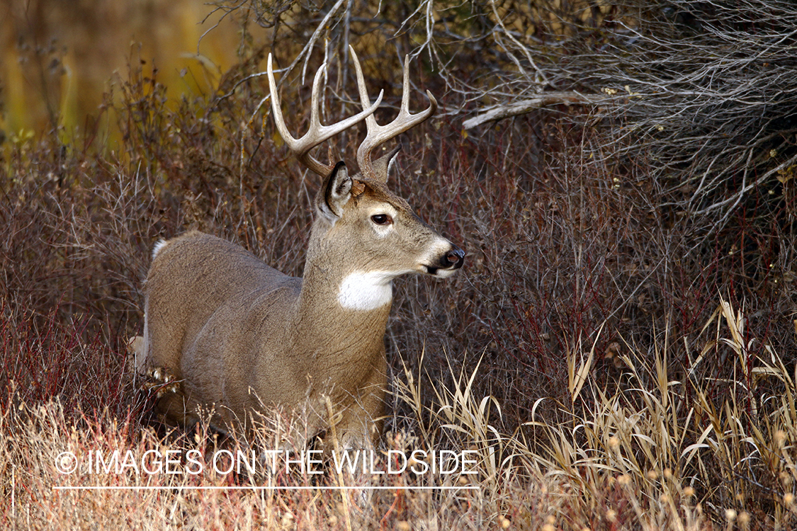 Whitetail Buck