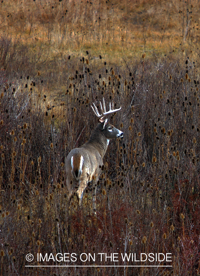 Whitetail Buck in Field