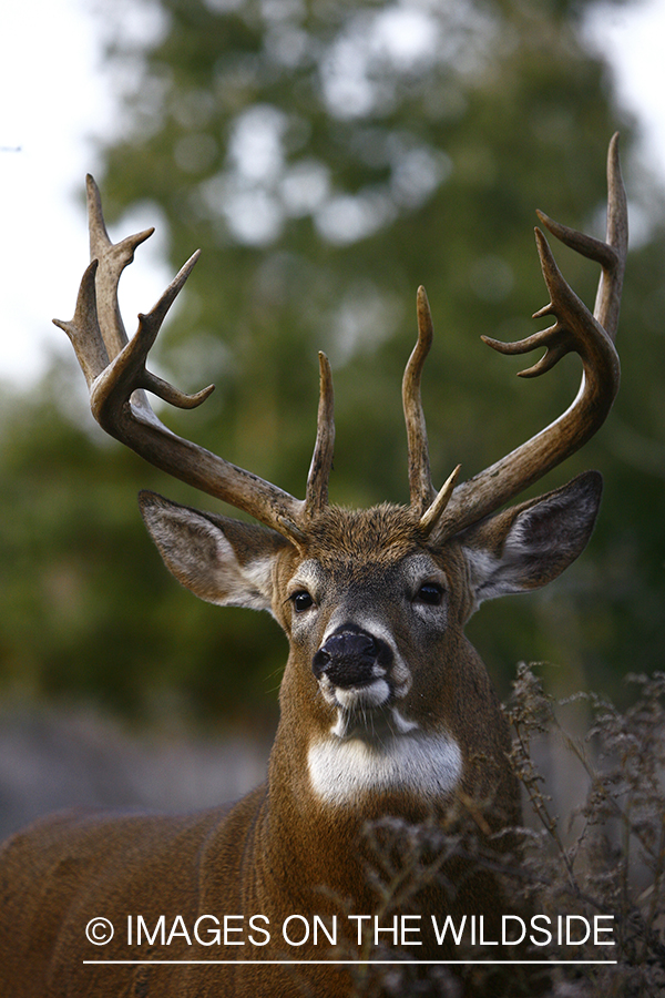 Whitetail buck in habitat