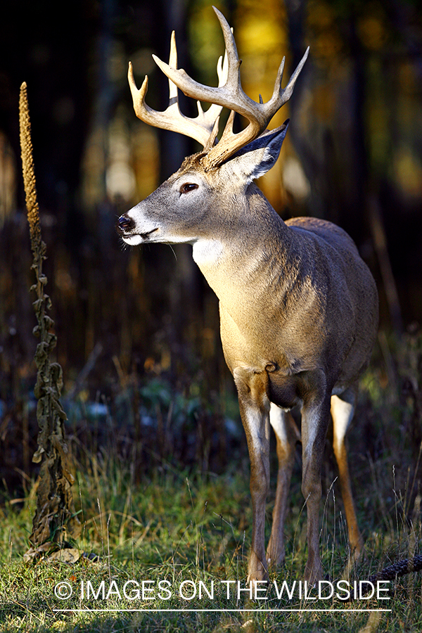 Whitetail buck in habitat