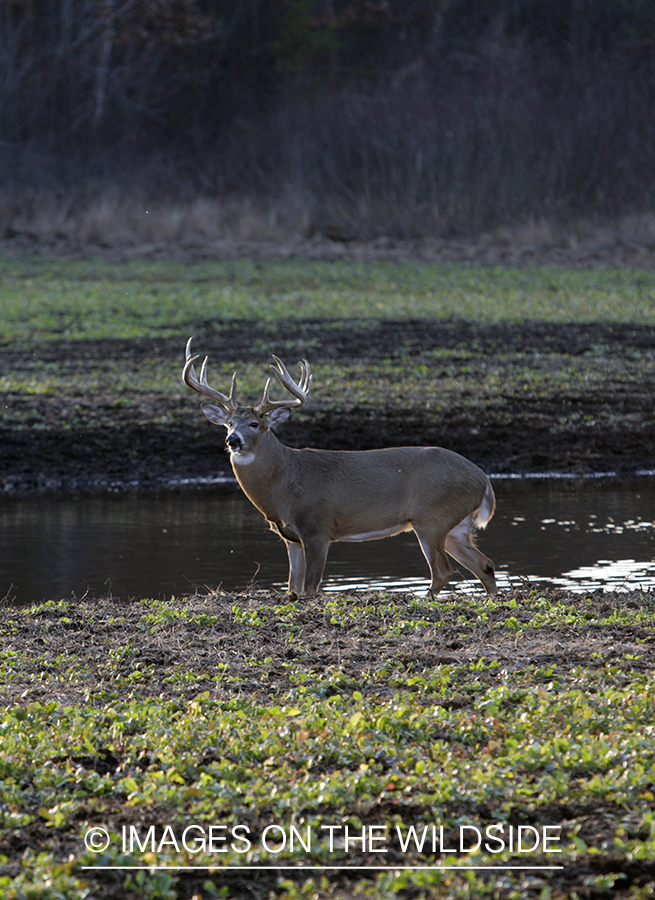 Whitetail buck in habitat.