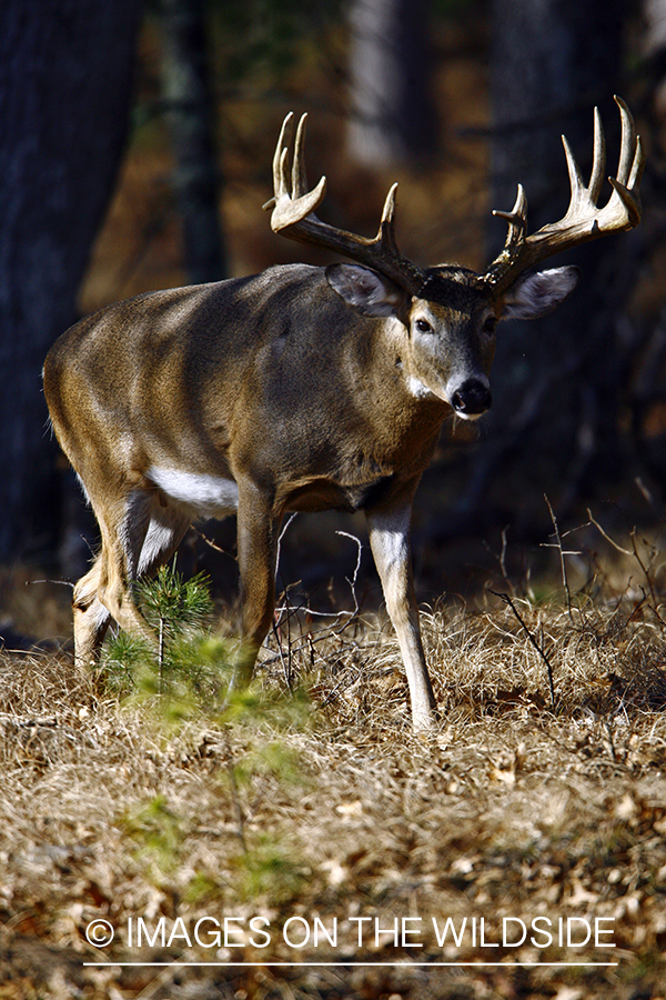 Whitetail buck in habitat.