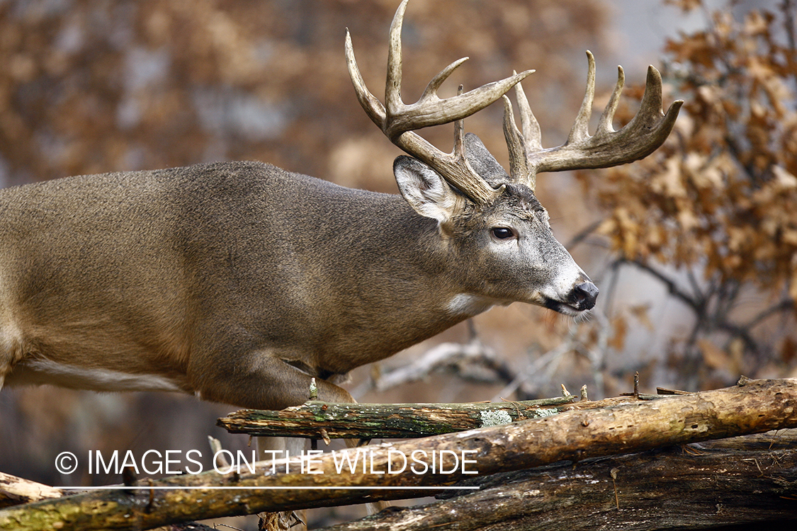 Whitetail buck in habitat.