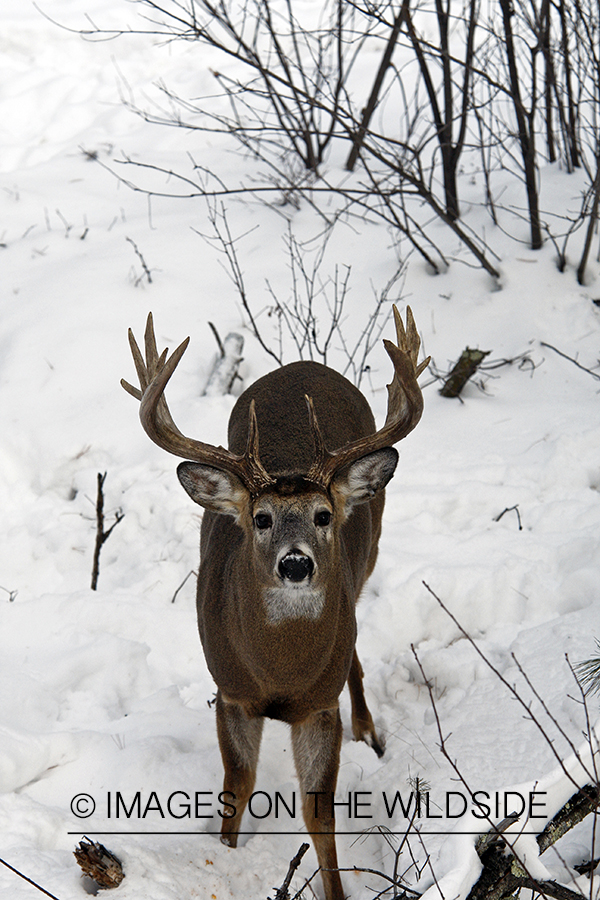 White-tailed buck in habitat.