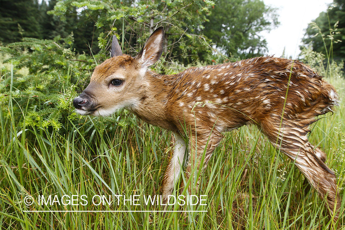 White-tailed Deer Fawns