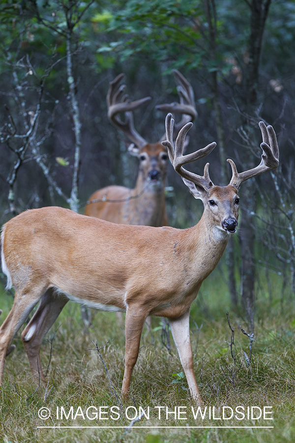 White-tailed deer in velvet