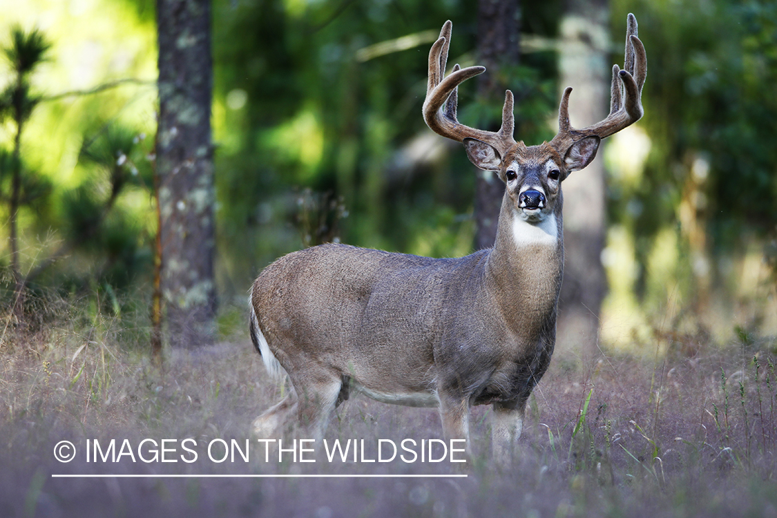 White-tailed buck in velvet 