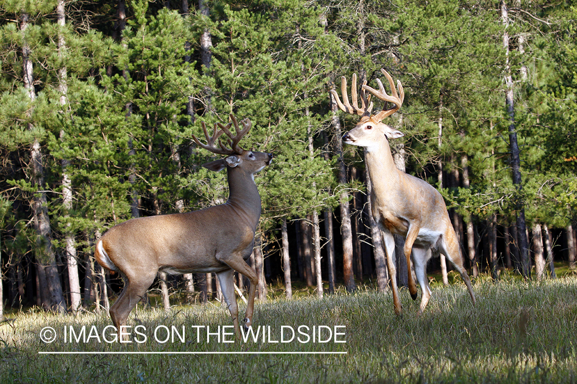 White-tailed bucks fighting