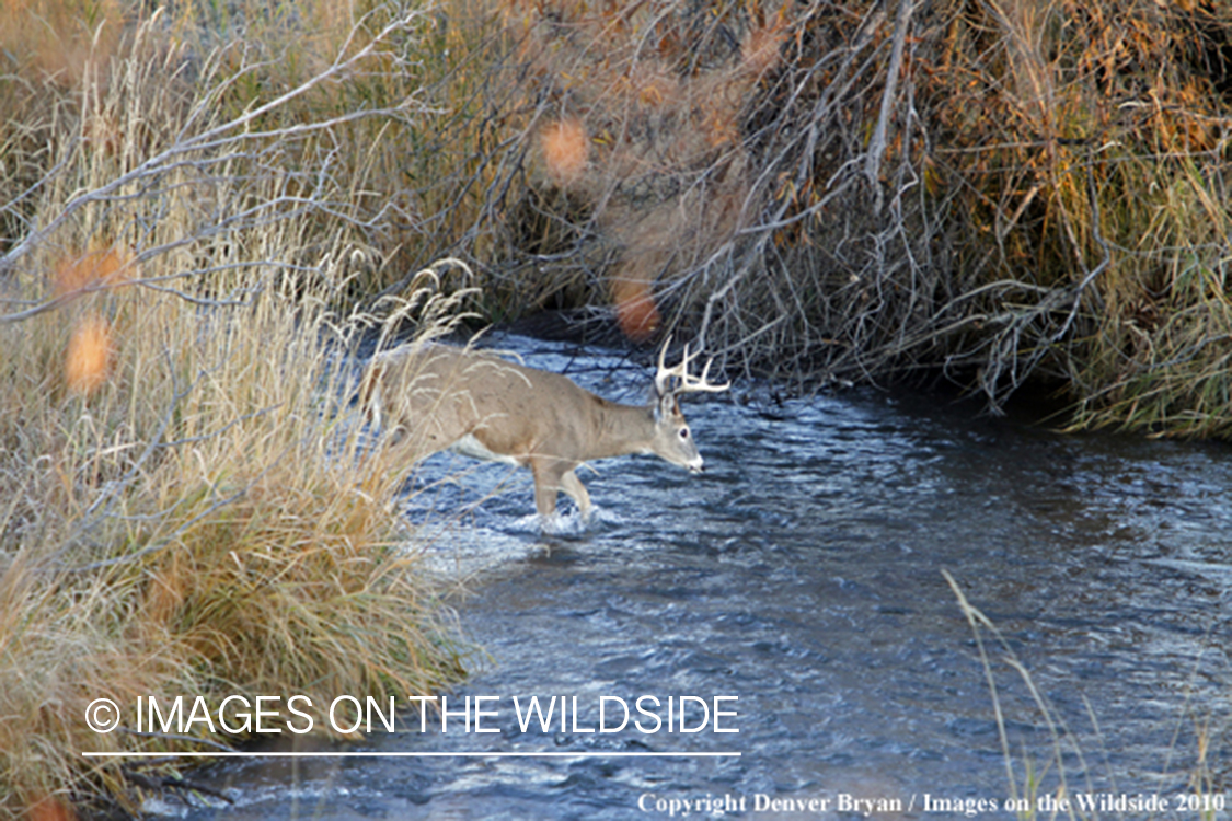 White-tailed buck in habitat. 