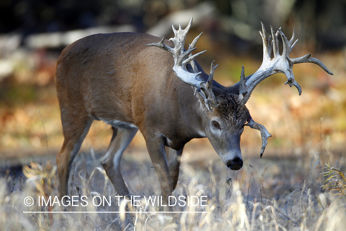 White-tailed buck in habitat. 