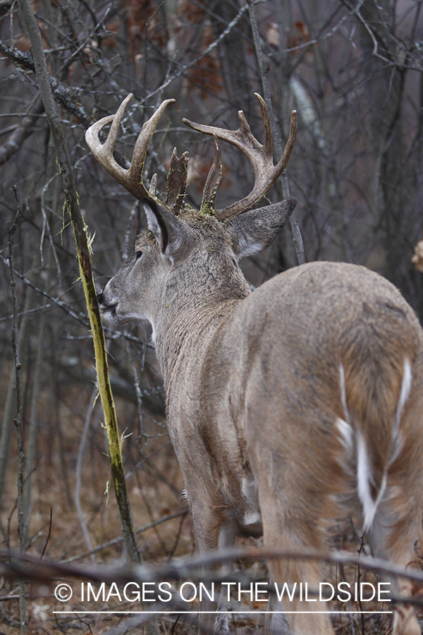 White-tailed buck rubbing tree. 